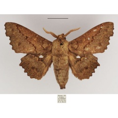 /filer/webapps/moths/media/images/G/gerstaeckeri_Mimopacha_AM_TMSA.jpg