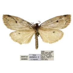 /filer/webapps/moths/media/images/P/punctata_Thumatha_AF_ANHRT.jpg