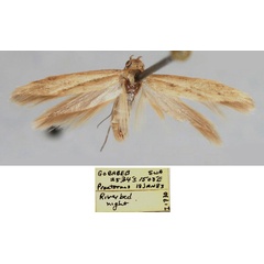 /filer/webapps/moths/media/images/V/valvaecrinitus_Haploscythris_HT_ZMHB_HVnZ3Gn.jpg