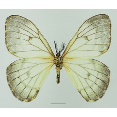 /filer/webapps/moths/media/images/A/ansorgei_Pseudaphelia_AF_Basquin_02a.jpg