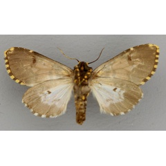 /filer/webapps/moths/media/images/C/cliens_Polytela_A_RMCA_02.jpg