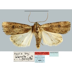 /filer/webapps/moths/media/images/B/bryi_Axylia_HT_MNHN.jpg