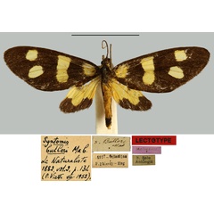 /filer/webapps/moths/media/images/B/butleri_Syntomis_LTF_MNHN.jpg