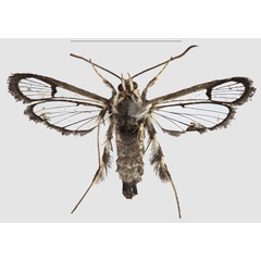 /filer/webapps/moths/media/images/T/tigripes_Crinipus_HT_SMNSb.jpg