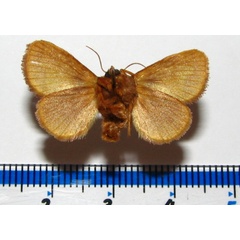 /filer/webapps/moths/media/images/C/chlorophila_Parasa_A_Goffb_01.jpg