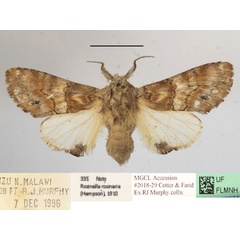 /filer/webapps/moths/media/images/R/rosinaria_Rosinella_A_MGCLa_02.JPG