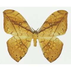 /filer/webapps/moths/media/images/G/gemmifera_Pselaphelia_AF_Basquin_02a.jpg