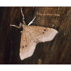 /filer/webapps/moths/media/images/A/atava_Disticta_A_Roland_01.jpg