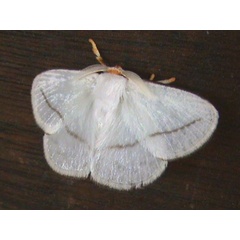 /filer/webapps/moths/media/images/N/nivea_Chrysopolomides_A_Guyonnet.jpg