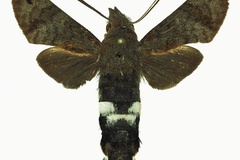 Leucostrophus alterhirundo