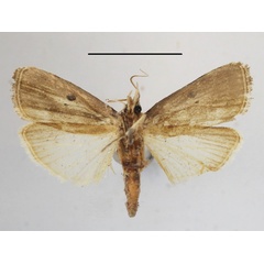 /filer/webapps/moths/media/images/G/gabonensis_Haplosindris_A_MGCLb_01.JPG