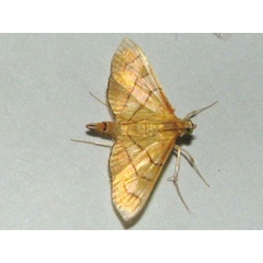 /filer/webapps/moths/media/images/L/latimarginalis_Syngamia_A_Goff_03.jpg