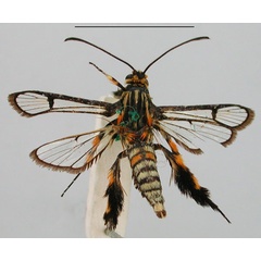 /filer/webapps/moths/media/images/P/pictipes_Crinipes_HT_BMNH_jRravwi.jpg