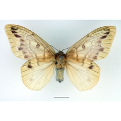 /filer/webapps/moths/media/images/H/heres_Lechriolepis_AF_Basquin_02.jpg