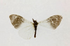 Asynetha longivalva