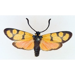 /filer/webapps/moths/media/images/M/myodes_Praezygaena_AF_TMSA.jpg