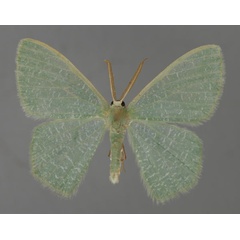 /filer/webapps/moths/media/images/E/eucela_Chlorocoma_A_ZSM_01_Ep5xVeM.jpg