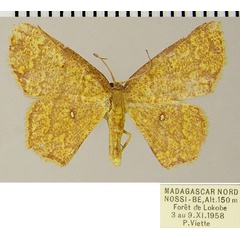 /filer/webapps/moths/media/images/S/sparsipuncta_Chrysocraspeda_AF_ZSMa.jpg