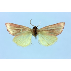 /filer/webapps/moths/media/images/L/lineata_Timora_LT_MNHNb.jpg