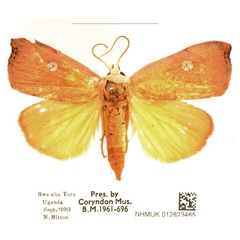 /filer/webapps/moths/media/images/A/albirenata_Paralephana_AF_BMNH_Uh6k3cu.jpg