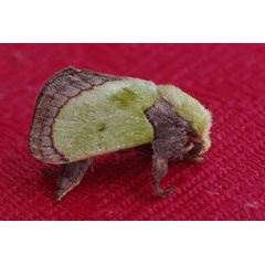 /filer/webapps/moths/media/images/V/vivida_Latoia_A_Simon.jpg
