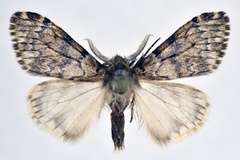 Rhypopteryx inconspicua