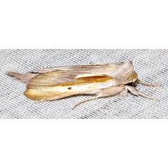 /filer/webapps/moths/media/images/C/chrysota_Cucullia_A_Braun_09.jpg