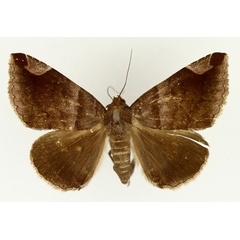 /filer/webapps/moths/media/images/P/proxima_Bastilla_AF_TMSA_02.jpg