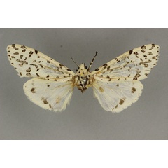 /filer/webapps/moths/media/images/A/aequalis_Alpenus_HT_BMNH.jpg