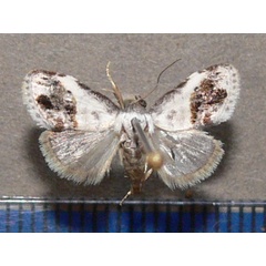 /filer/webapps/moths/media/images/M/mesoleuca_Negeta_A_Goff_01.jpg