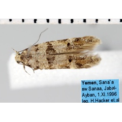 /filer/webapps/moths/media/images/F/fasciella_Deltophora_A_ZMHB.jpg