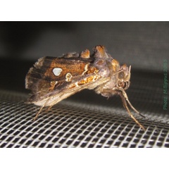 /filer/webapps/moths/media/images/G/gammaloba_Ctenoplusia_A_Bippus.jpg