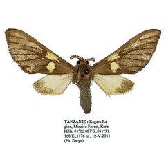 /filer/webapps/moths/media/images/M/monotica_Anapisa_AM_Basquin.jpg