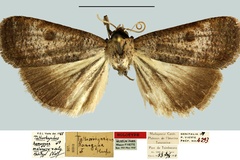 Tathorhynchus malagasy