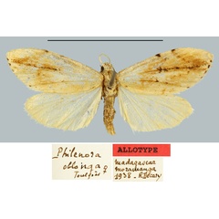 /filer/webapps/moths/media/images/O/oblonga_Philenora_AT_MNHN.jpg