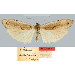 /filer/webapps/moths/media/images/M/margarita_Eilema_AT_MNHN.jpg