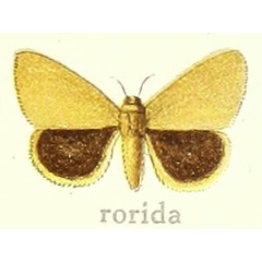 /filer/webapps/moths/media/images/R/rorida_Euproctis_HT_Hering_28g.jpg