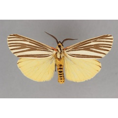 /filer/webapps/moths/media/images/R/rubricosta_Poecilarctia_HT_BMNH.jpg