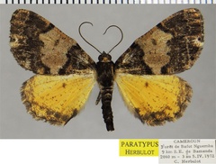 /filer/webapps/moths/media/images/G/gibbosa_Xylopteryx_PTM_ZSM.jpg