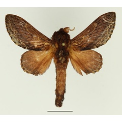 /filer/webapps/moths/media/images/M/morosa_Eutricha_AM_Basquin_02.jpg