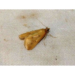 /filer/webapps/moths/media/images/N/nudalis_Achyra_A_Goff_02.jpg