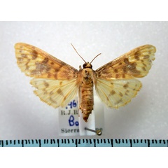 /filer/webapps/moths/media/images/H/hirtusalis_Ghesquierellana_A_Revell.jpg