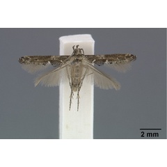 /filer/webapps/moths/media/images/D/dallastai_Epermenia_HT_Gaedike_01.jpg