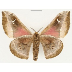 /filer/webapps/moths/media/images/M/murphyi_Ludia_PT_RBINS_02.jpg