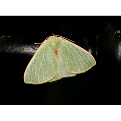 /filer/webapps/moths/media/images/Q/quadrimacula_Celidomphax_A_Roland_01.jpg