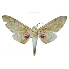 /filer/webapps/moths/media/images/N/nicolae_Neoclanis_HT_EMEMa.jpg