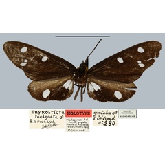 /filer/webapps/moths/media/images/T/toulgoeti_Melanonaclia_HT_MNHN.jpg