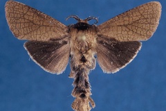 Lebedodes leifaarviki