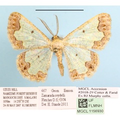 /filer/webapps/moths/media/images/S/seydeli_Zamarada_A_MGCLa_02.JPG