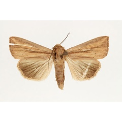 /filer/webapps/moths/media/images/V/viettei_Aletia_AM_RMCA_02.jpg